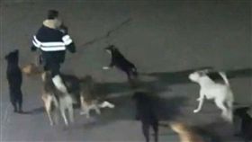 墨西哥,回家,流浪狗,浪浪,狗,捕抓,喪命,攻擊,威脅,亂咬　圖／翻攝自推特　