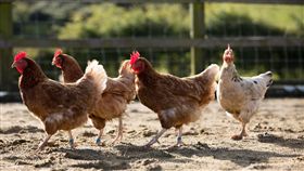 雲林,雞舍,雞,鞭炮,雞農,踩踏,死亡,提告,賠償, 圖／翻攝自PDP  https://goo.gl/kd7fQA