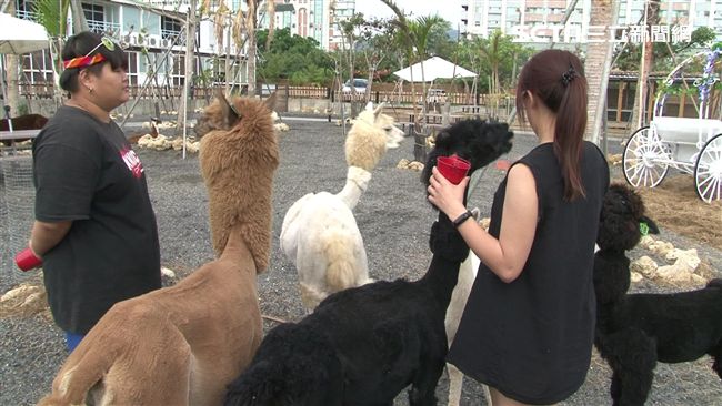 墾丁湧走春人潮　遊客體驗羊駝餵食樂
