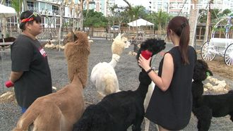 墾丁湧走春人潮　遊客體驗羊駝餵食樂