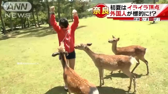 奈良鹿今年撞傷209人　防撞攻略曝