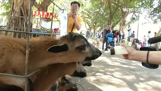 連假露營去！牧場玩整天體驗餵羊喝奶