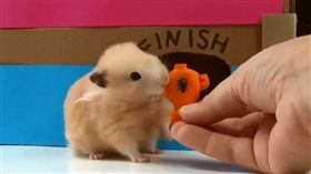 小老鼠走迷宮。（圖／翻攝自TIK TOK）