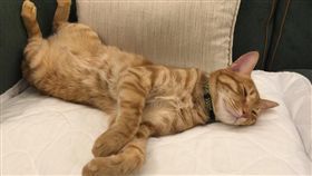 蔡英文臉書曬貓