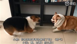 神配音超派柯基　網笑瘋：最療癒之爭