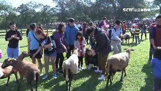楊梅牧場看趕羊秀！0距離餵小羊萌翻