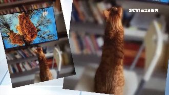 小英愛貓蔡阿才看電視　身材引網熱議