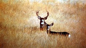 鹿,騾鹿,美國,公路,寄生蟲,精神病,解剖,射殺　圖／翻攝自維基百科 https://zh.wikipedia.org/wiki/File:MuleDeer_ModocCounty.jpg