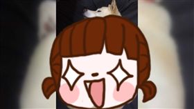 狗,睡姿,日本,瑜珈,柴犬,奇葩,白柴,菜頭,睡覺,姿勢,蝦子, 圖／翻攝自推特　https://goo.gl/GZp4qN