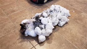 美國,蒙大拿州,Kalispell,Fluffy,冷凍（圖／翻攝Animal Clinic of Kalispell臉書）
