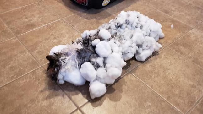 貓咪困雪堆被冷凍　解凍7天後竟復活