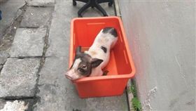 基隆,麝香豬,非洲豬瘟,遺棄（圖／翻攝畫面）