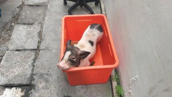 怕非洲豬瘟？牠遭飼主遺棄慘變成孤兒