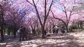 武陵櫻花祭1200