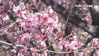 武陵櫻花祭登場　在家也能觀看花況！