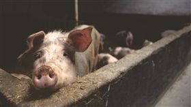 （圖／Pexels）豬,豬圈,農村,養豬