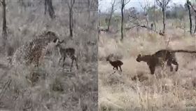 （圖／翻攝自Capture The Wild YouTube）南非,野生動物,獵豹,羚羊