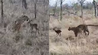 小羚羊狂舔獵豹！驚覺認錯媽為時已晚