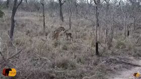 （圖／翻攝自Capture The Wild YouTube）南非,野生動物,獵豹,羚羊