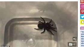 澳洲,蜘蛛,劇毒,漏斗網蜘蛛,致命（圖／翻攝自《每日郵報》）