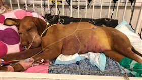 英國,狗狗,布朗尼,木糖醇,肝衰竭(圖/翻攝自Kate Chacksfield臉書)