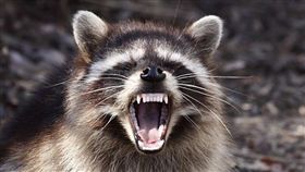 狂犬病,浣熊,狗,拉不拉多犬,攻擊,拯救,護主, 圖／翻攝自推特　https://goo.gl/y5uqFF