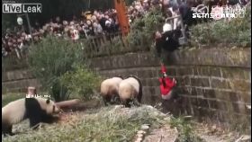 A女童墜熊圈0600