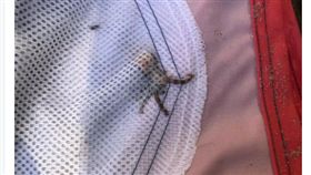 女兒撿貝殼放老爸口袋...藏兩隻「致命章魚」！咬一口可殺26人(圖/翻攝自《太陽報》)