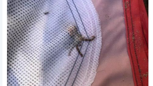 女兒撿貝殼…掉出奪命章魚可殺26人
