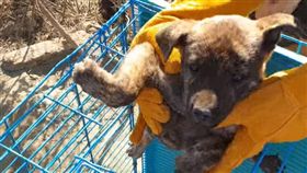 高雄,流浪犬,幼犬,地洞,台灣動物緊急救援小組（圖／翻攝台灣動物緊急救援小組臉書）