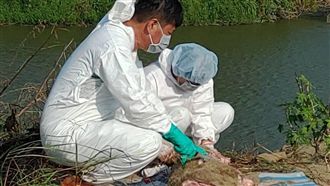 聞「豬」色變！　嘉義驚見棄死豬