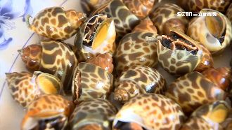 旗津烤鳳螺一盤5百　網求韓國瑜制裁