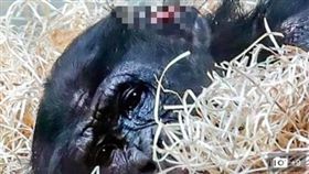德國動物園,黑猩猩慘遭同類霸凌（圖／翻攝自推特）