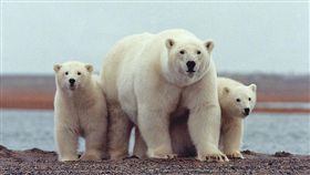 北極熊,俄羅斯,入侵,生活,暖化,覓食,撲殺,獵殺,影響　圖／翻攝自維基百科　https://goo.gl/mieoe1