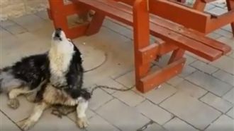 二哈走失！飼主播歌：跟唱才是我的狗