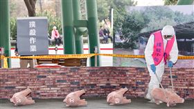 北市非洲豬瘟防疫演習　模擬撲殺豬隻（1）「台北市因應非洲豬瘟防疫應變作為模擬演習」31日在台北花博公園舉行，演習現場模擬養豬場內發生疑似非洲豬瘟，工作人員以電擊方式撲殺豬隻。中央社記者吳翊寧攝　108年1月31日