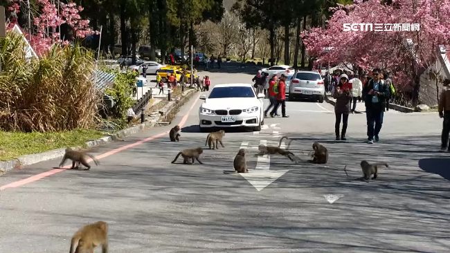 賞櫻要小心！遊客武陵遇「獼猴大盜」