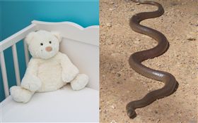 澳洲墨爾本,嬰兒,東部棕蛇