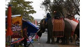 （圖／翻攝自MGR online）泰國,大象,失控,狂甩,攻擊