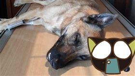  散步,搶匪,護主,獸醫,奇蹟, 狗,利刃,頭顱,手術,大腦,存活,　圖／翻攝自AWSSA臉書　https://goo.gl/dfYUXN