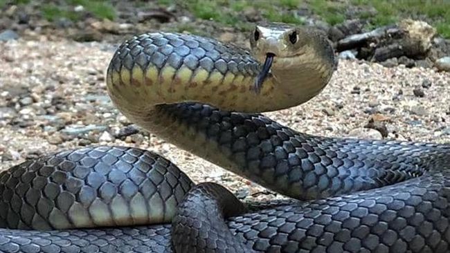 動物園替毒蛇命名　募集「前任名字」