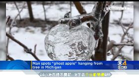 a天冷鬼蘋果1000