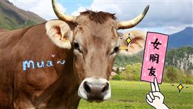 圖／翻攝unsplash,牛