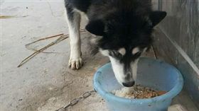 看主人回家太興奮！30Kg哈士奇「3樓飛撲」擁抱　他頸椎骨折被砸暈（圖／翻攝自法治晚報　微博）