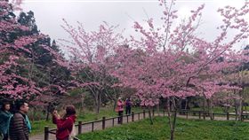 阿里山櫻花樹養護委託專業　盼年年綻放（2）阿里山3、4月櫻花盛開景致聞名國內外，林務局嘉義林區管理處今年將櫻花樹養護工作特別委託給專業單位處理，希望加強維護櫻花老樹的生機。圖為阿龜櫻綻放景致。（嘉義林管處提供）中央社記者黃國芳傳真　108年2月12日
