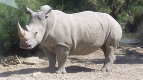 西班牙,瀕危動物標本,非洲獅,白犀牛 圖／維基百科