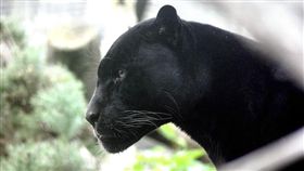 瓦干達,黑豹,肯亞　圖／取自Pixabay