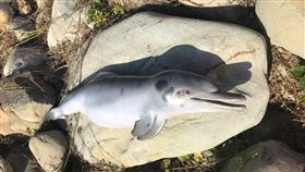 「瀕臨滅絕的台灣白海豚又掛了一隻！」台灣媽祖魚保育聯盟理事長陳秉亨po出一張白海豚的屍體照片，感慨至今仍看不到積極的復育政策。而保育人員指出，這是台灣「第一起」發現台灣白海豚幼體死亡案例，目前屍體已送科博館解剖，死因仍待釐清。 （圖／翻攝自陳秉亨臉書）
