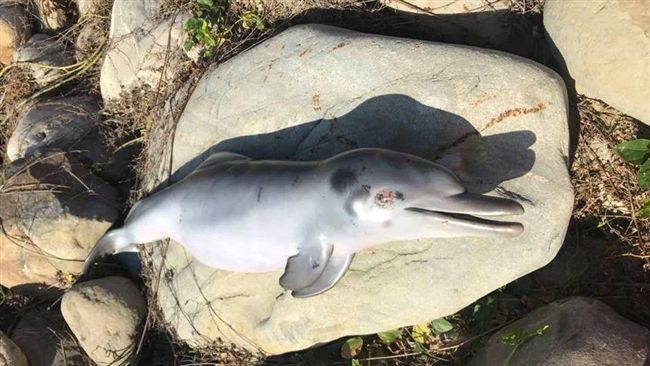 台灣首例…白海豚寶寶陳屍彰化海邊