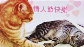 蔡英文總統14日一早就貼出LINE，用她的兩隻愛貓蔡想想和蔡阿才的合影，向大家說聲情人節快樂。